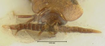 Media type: image;   Entomology 35440 Aspect: head frontal view